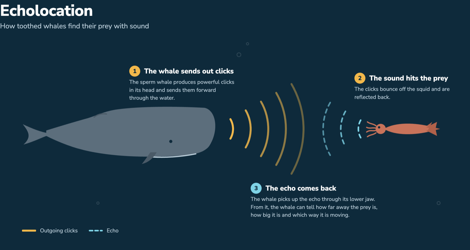 Diagram: a sperm whale sends out clicks, the sound bounces off a squid, and the echo returns to the whale