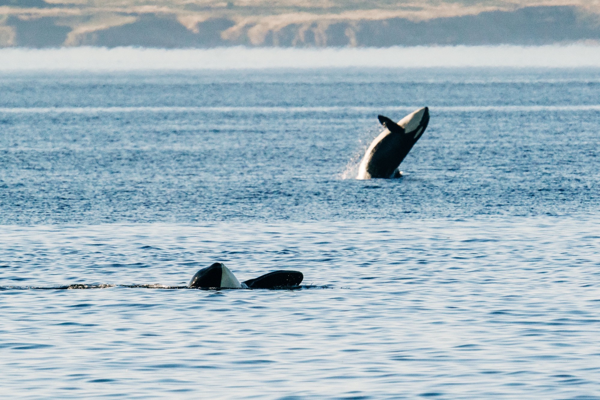 An orca leaping from the water near its pod