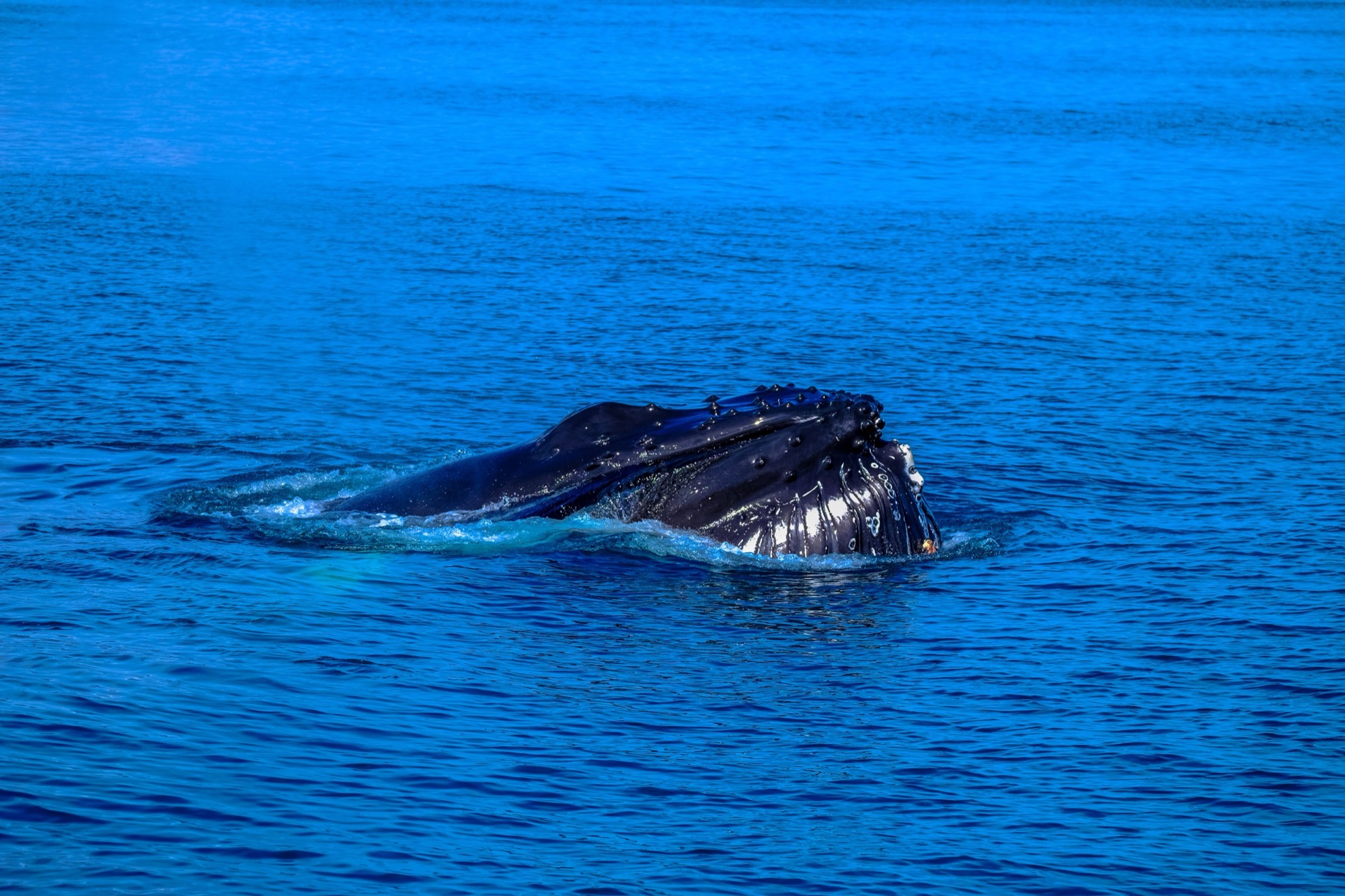 A whale surfacing to breathe, its head just above the water