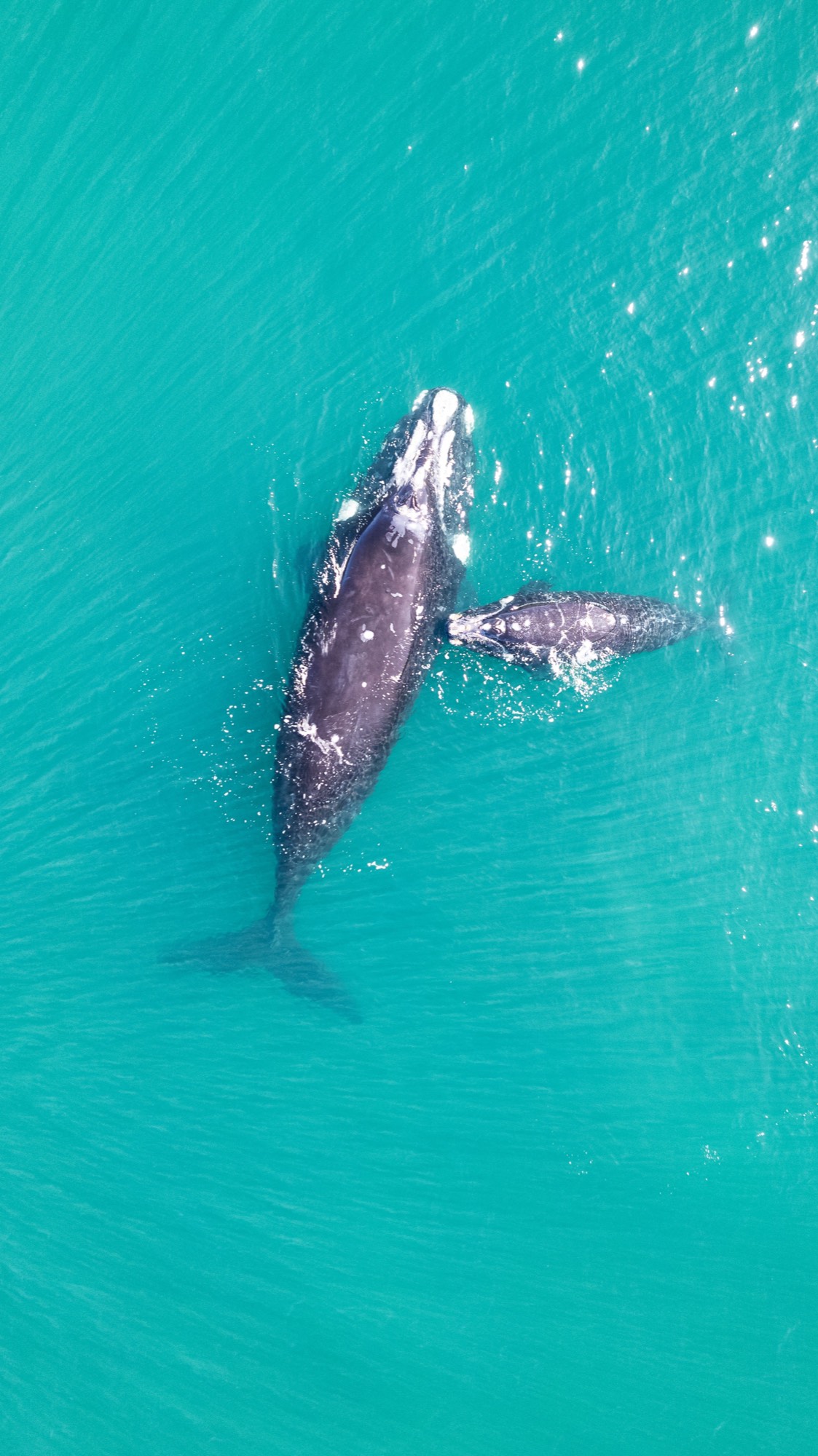 Aerial view of a right whale mother and her calf swimming side by side