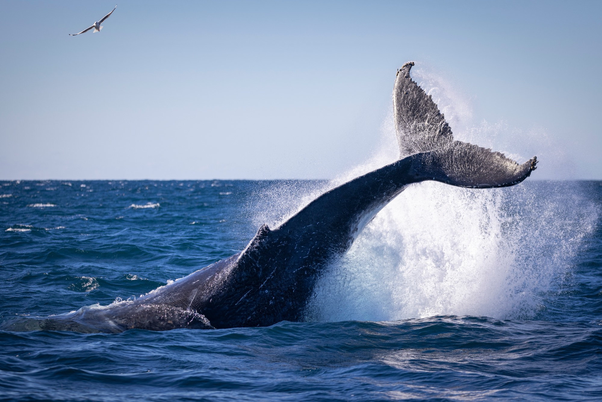 A blue whale lifting its tail fluke above the sea before a dive