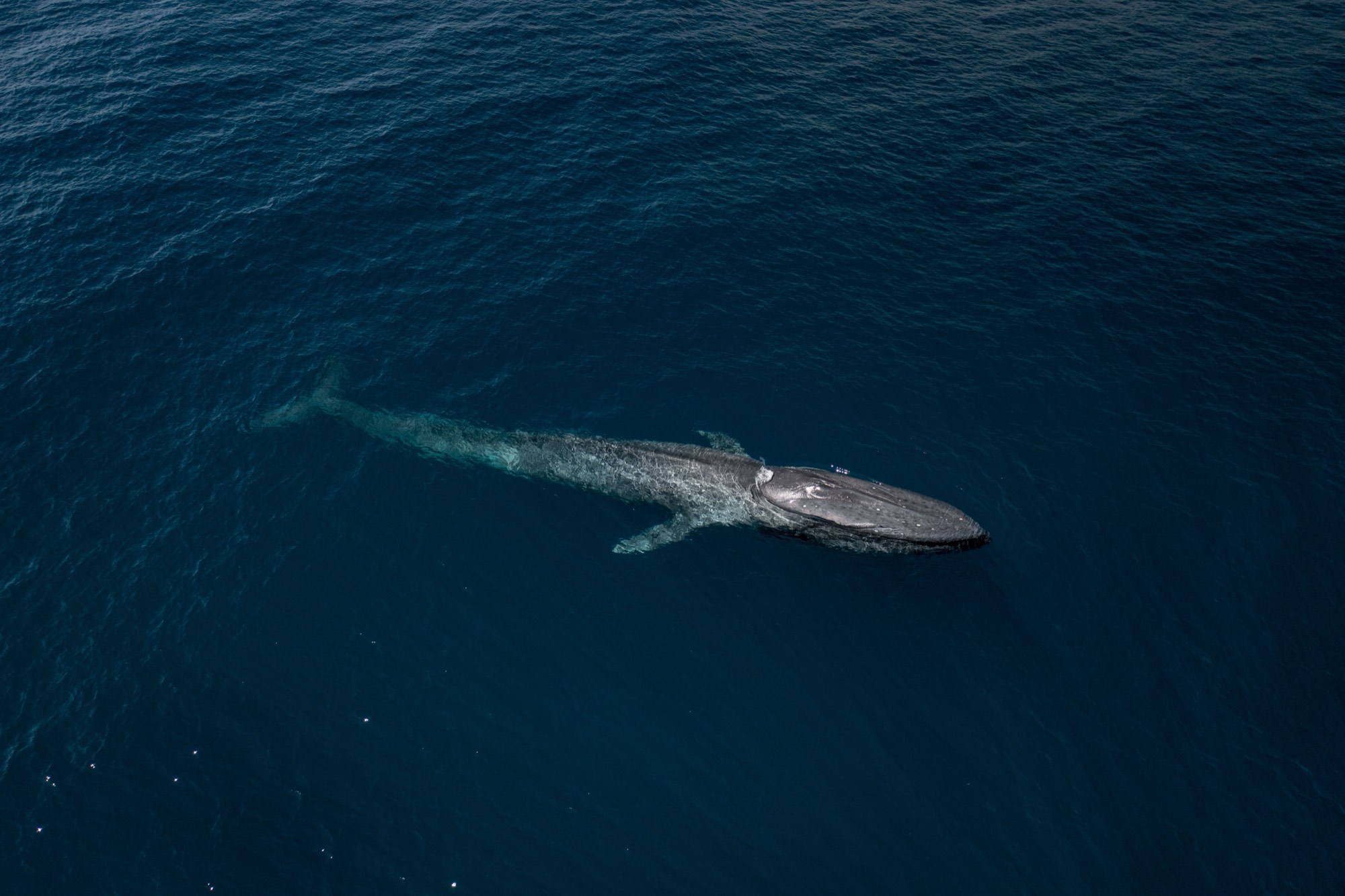 Aerial view of a blue whale gliding through dark blue water