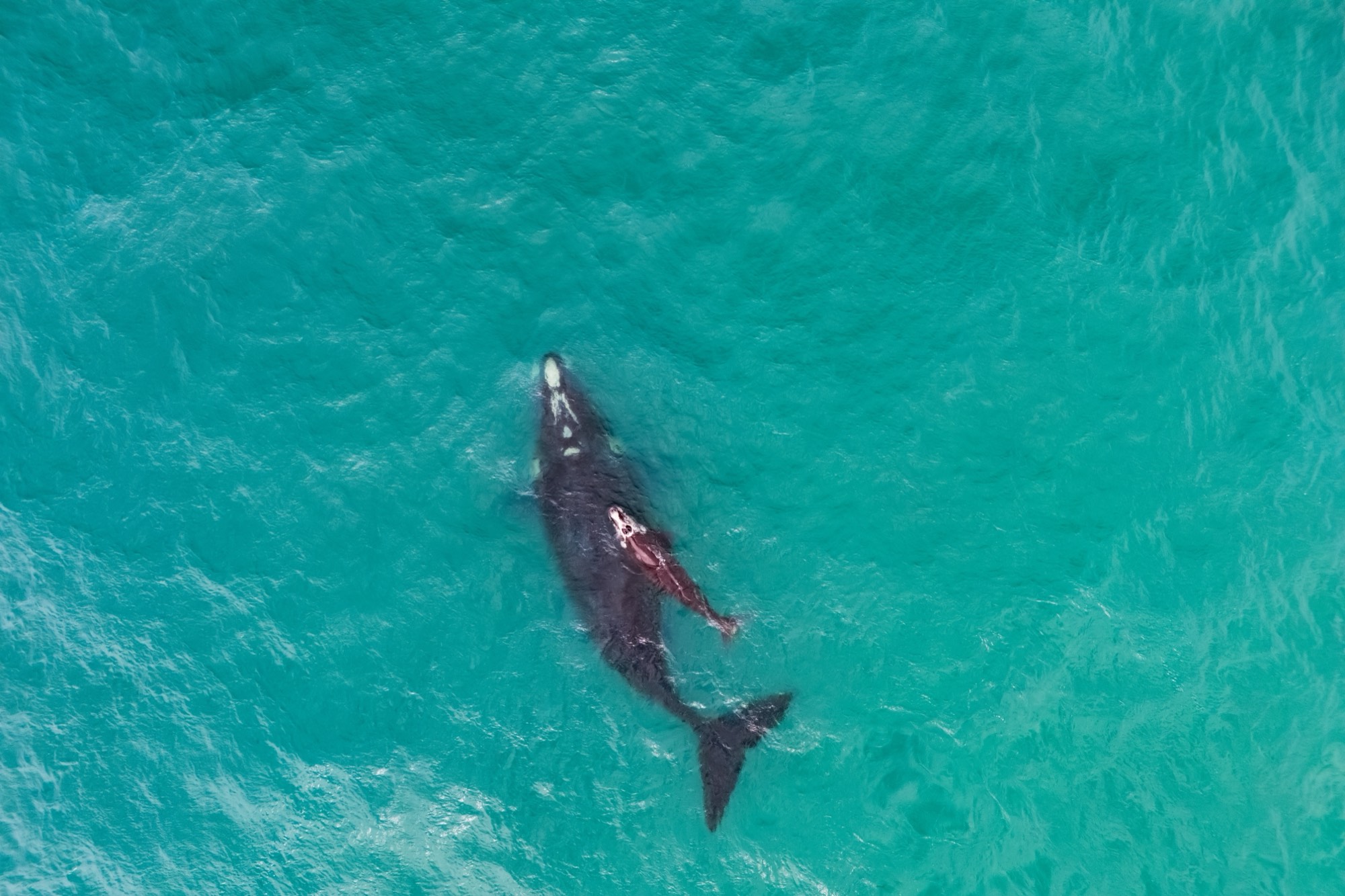 Aerial view of a right whale swimming in green-blue water