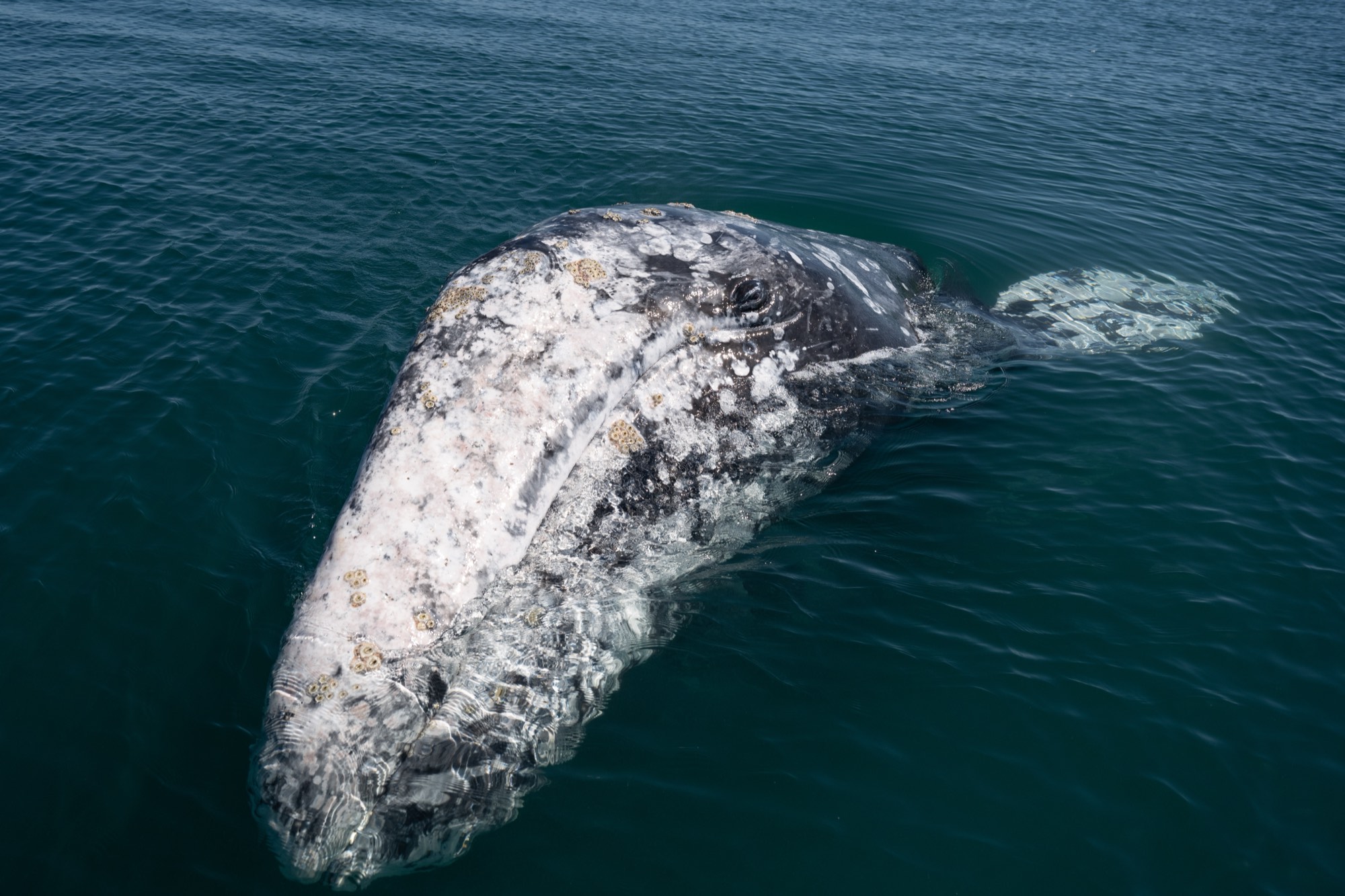 Aerial view of a mottled gray whale just below the surface