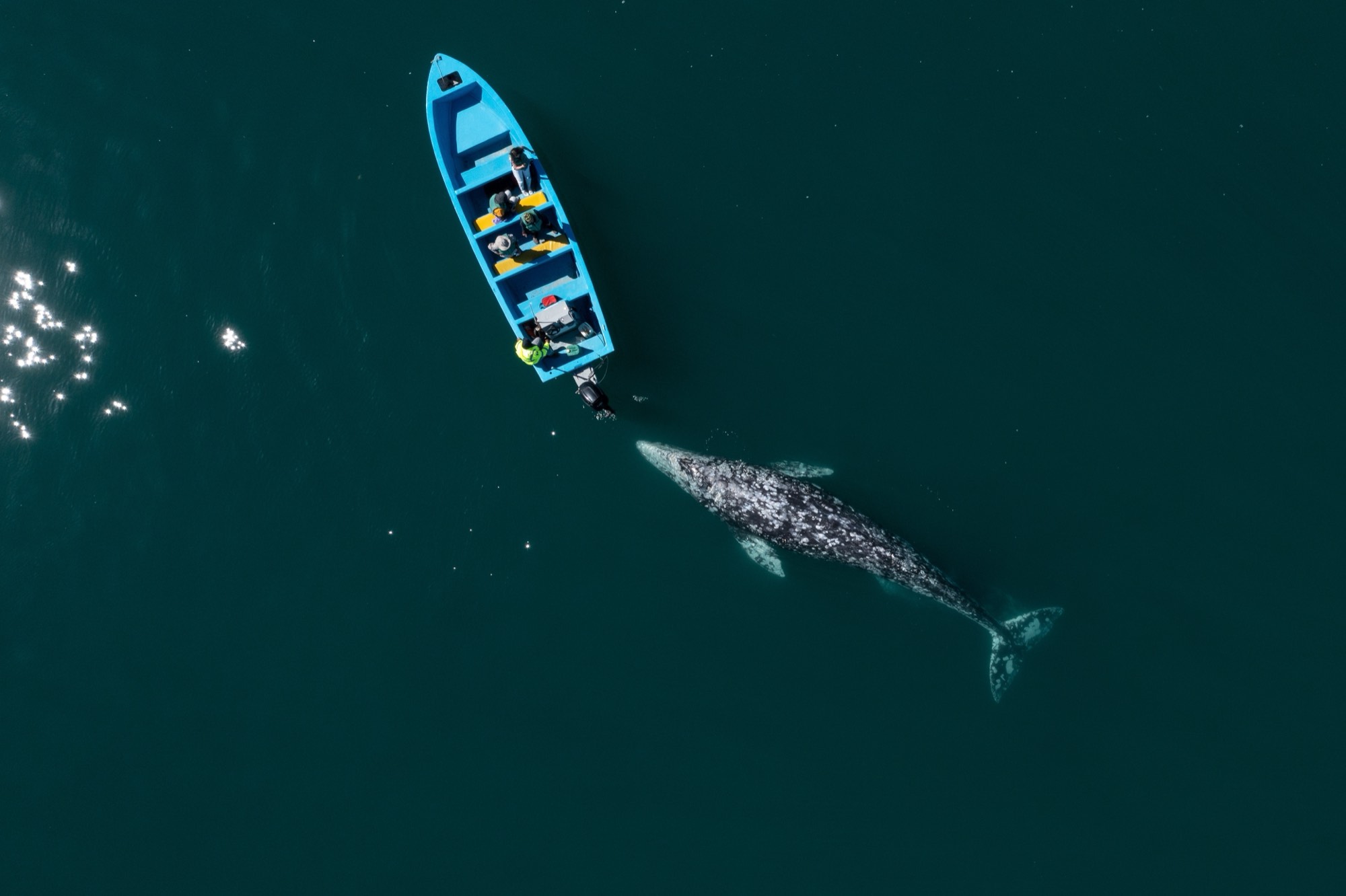 A gray whale swimming right beside a small whale-watching boat