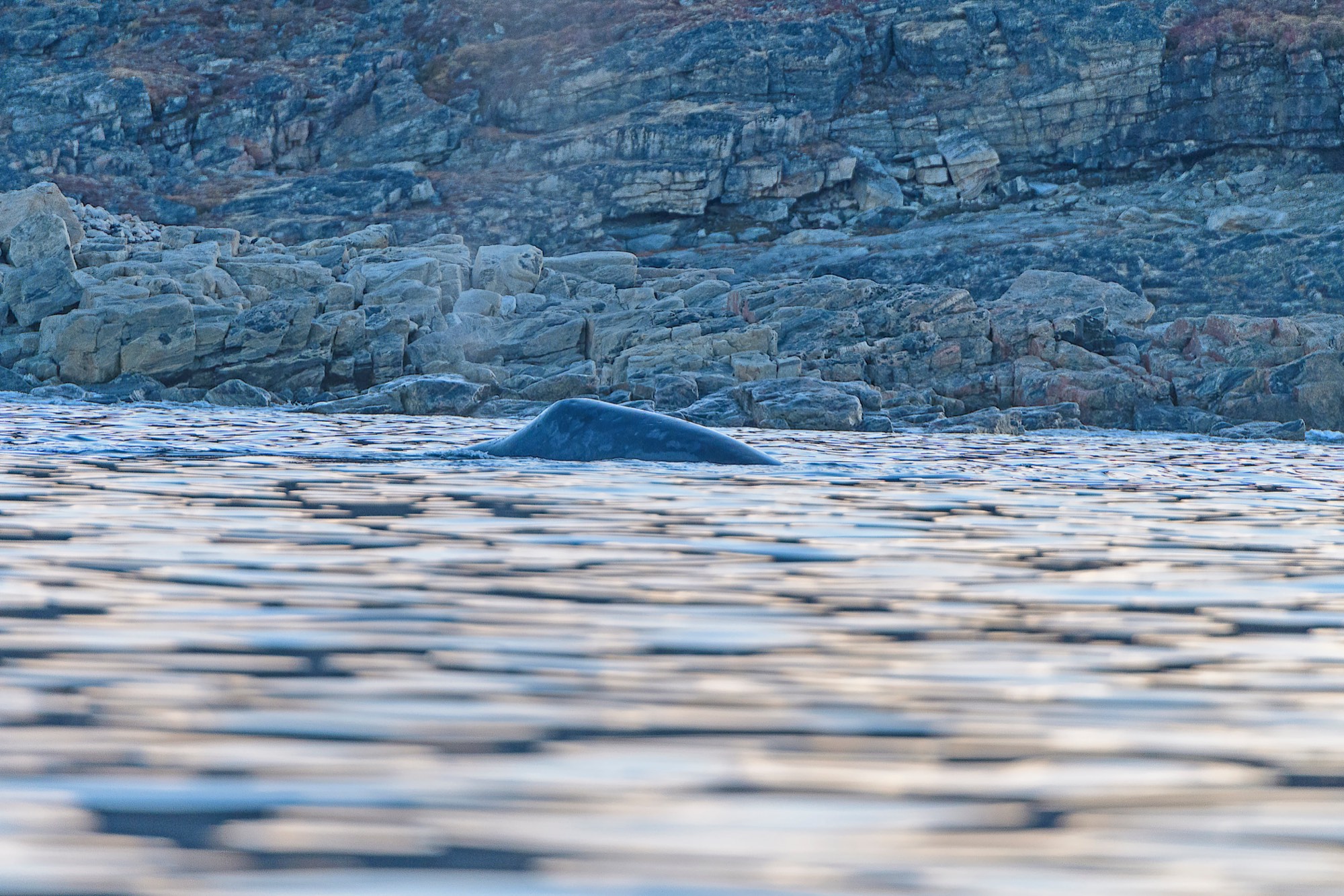 A bowhead whale's broad back breaking the calm surface