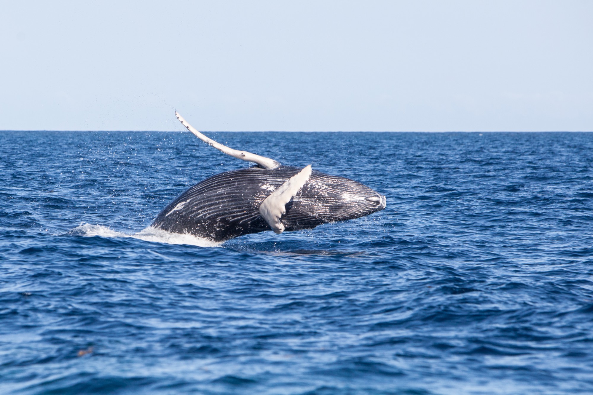 A baleen whale surging through the surface
