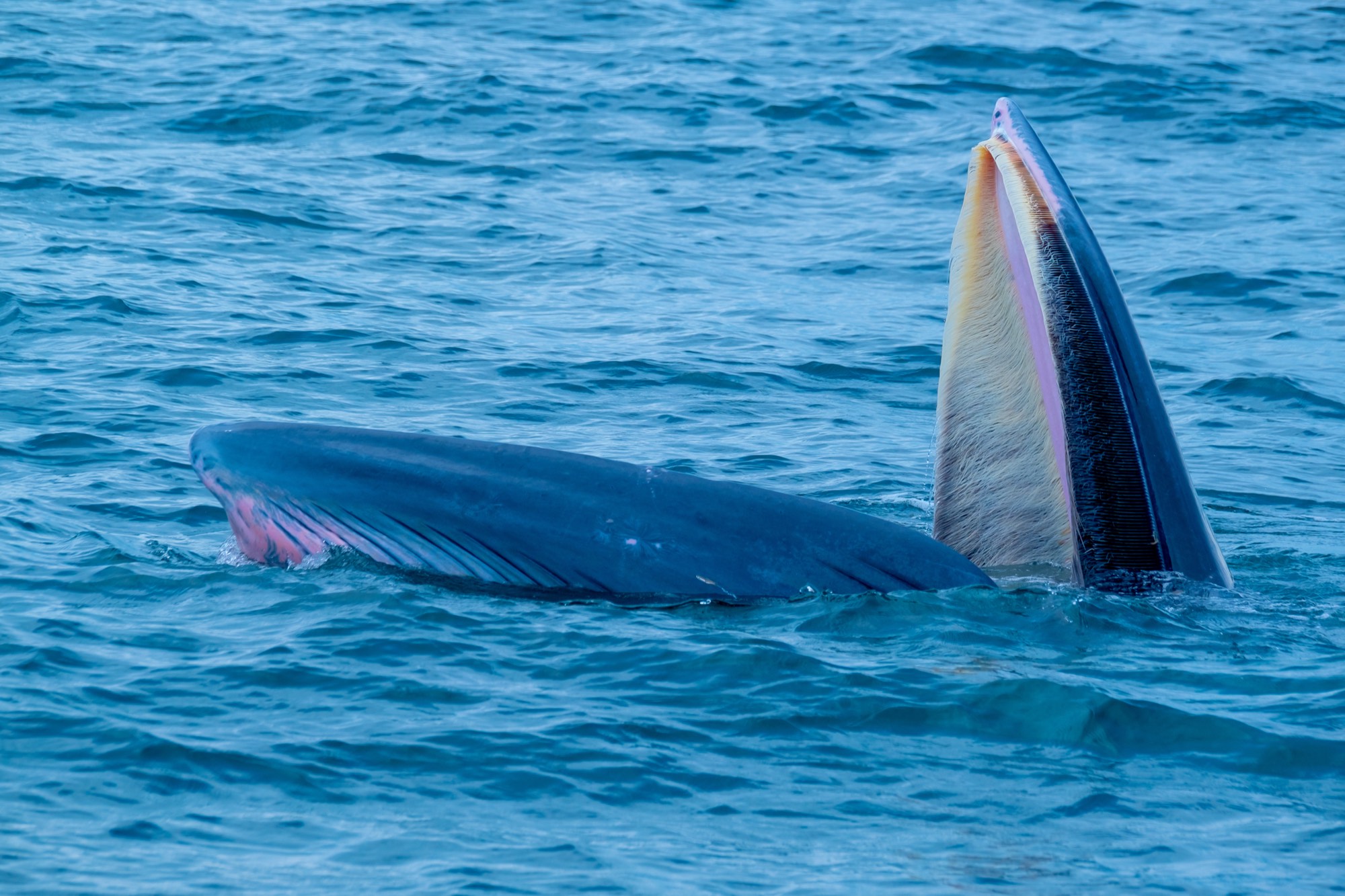 A whale lunge feeding, its huge mouth open above the water
