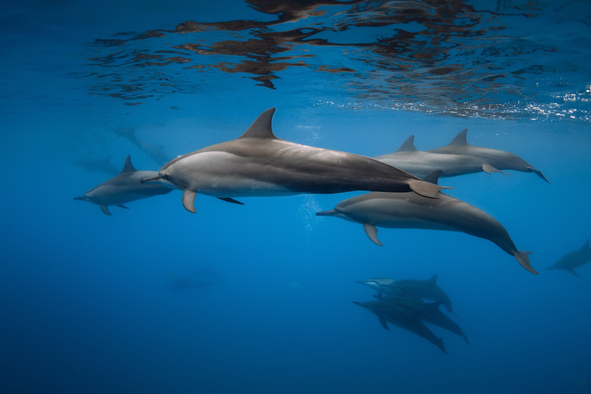 Dolphins swimming close together underwater