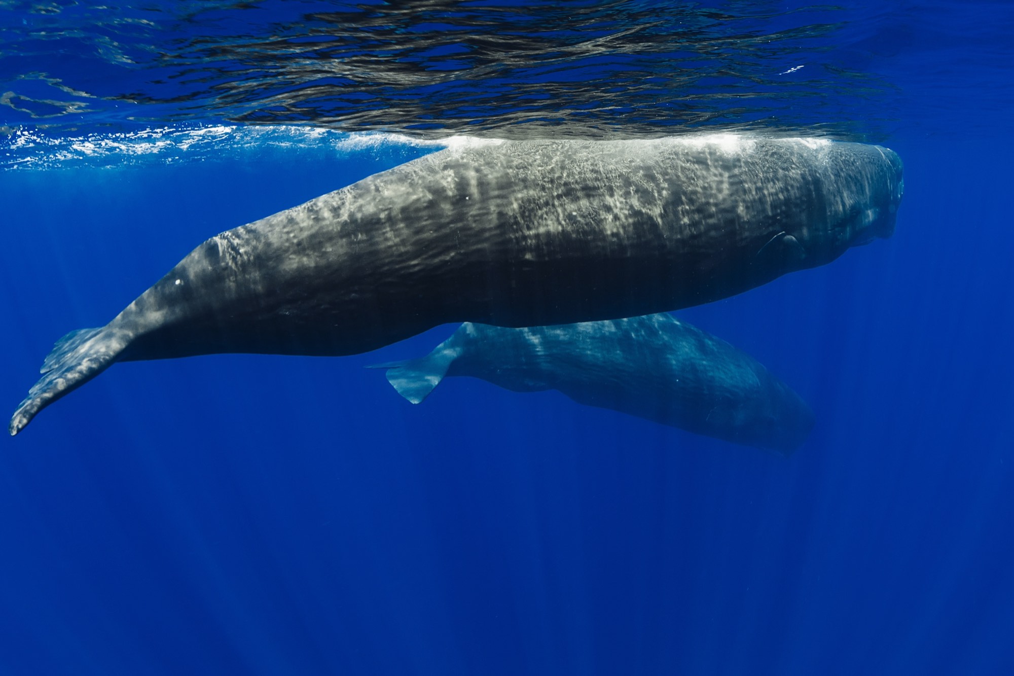 A sperm whale swimming underwater, showing its huge square head