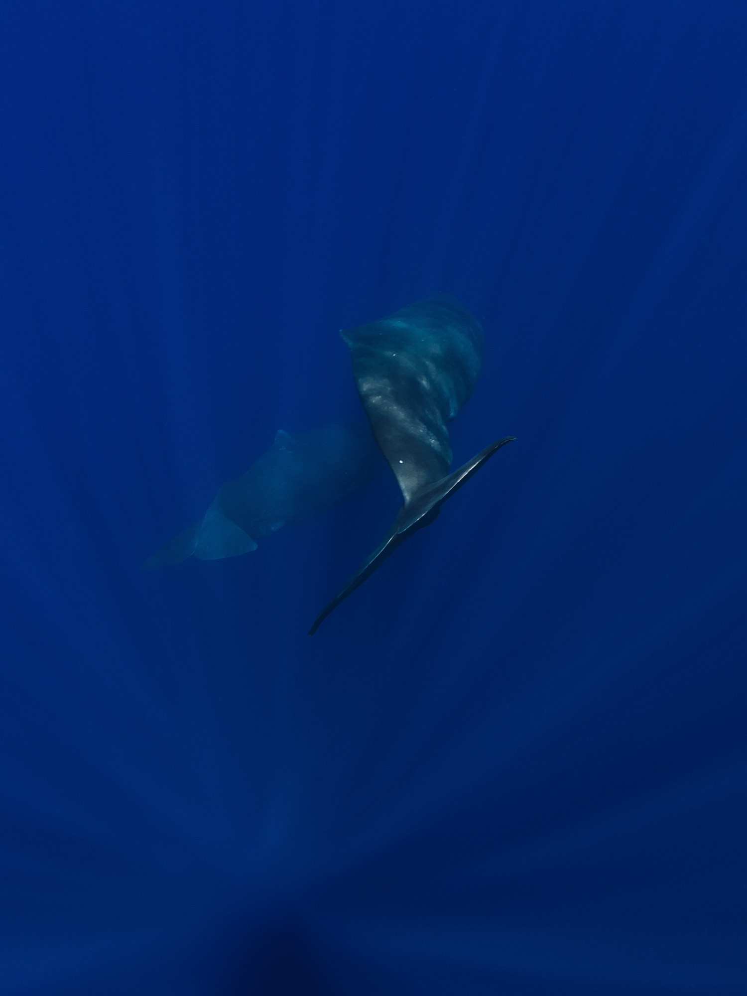 A sperm whale heading down into deep blue water