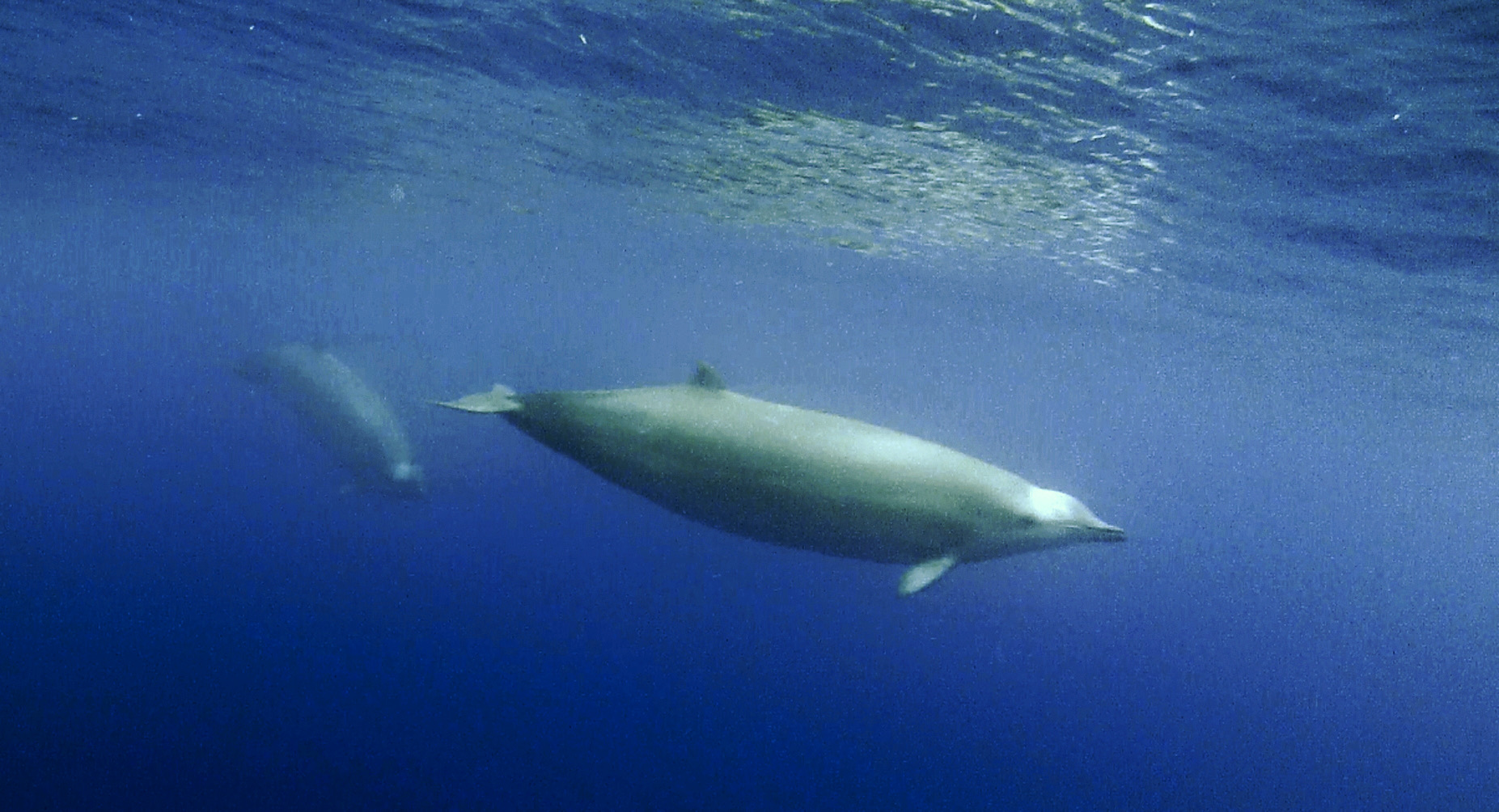 A beaked whale swimming just below the surface