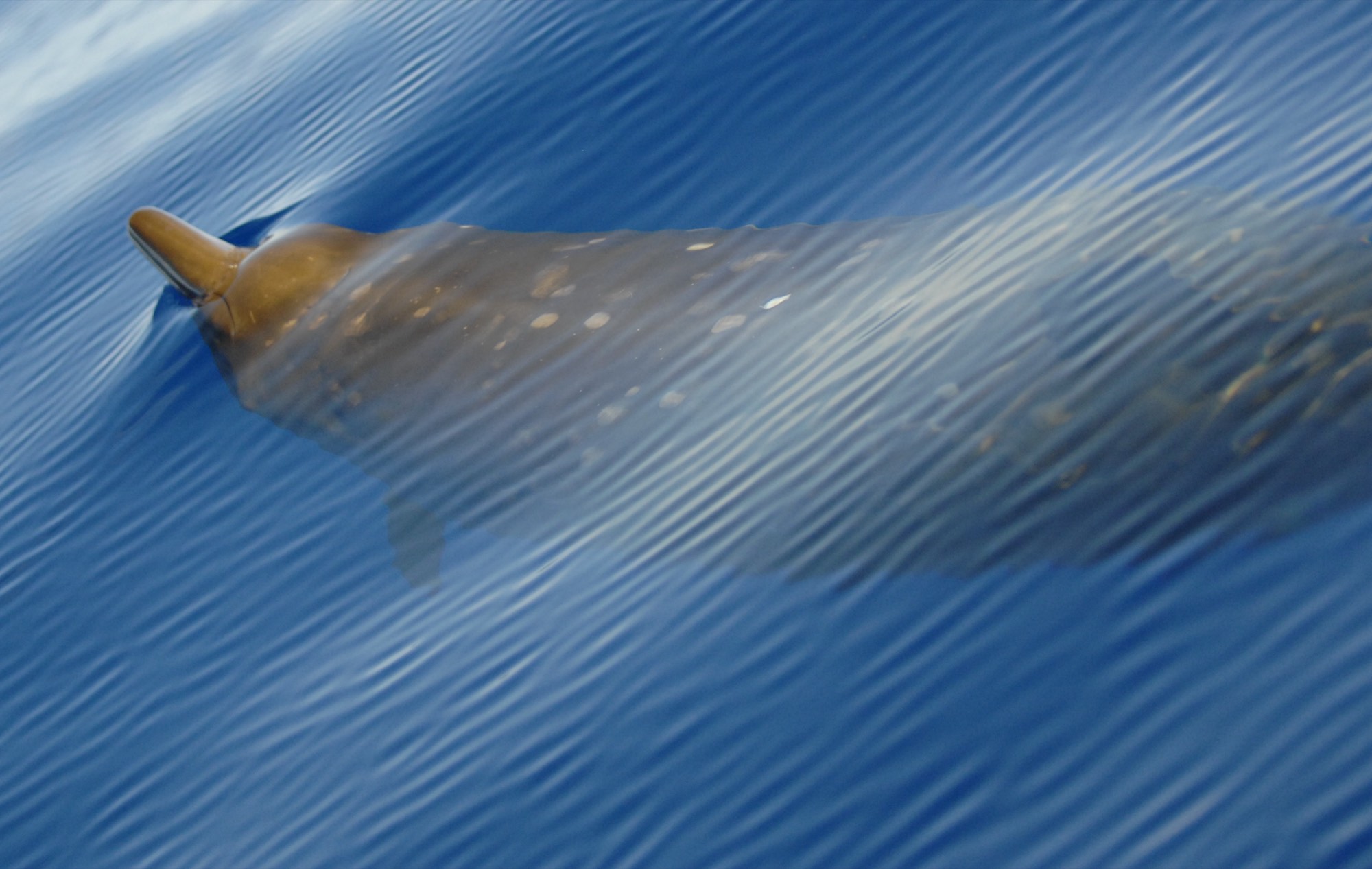A Cuvier's beaked whale surfacing