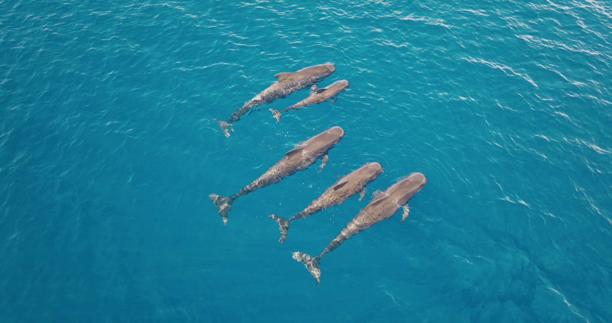 Aerial view of a pod of pilot whales swimming in tight formation
