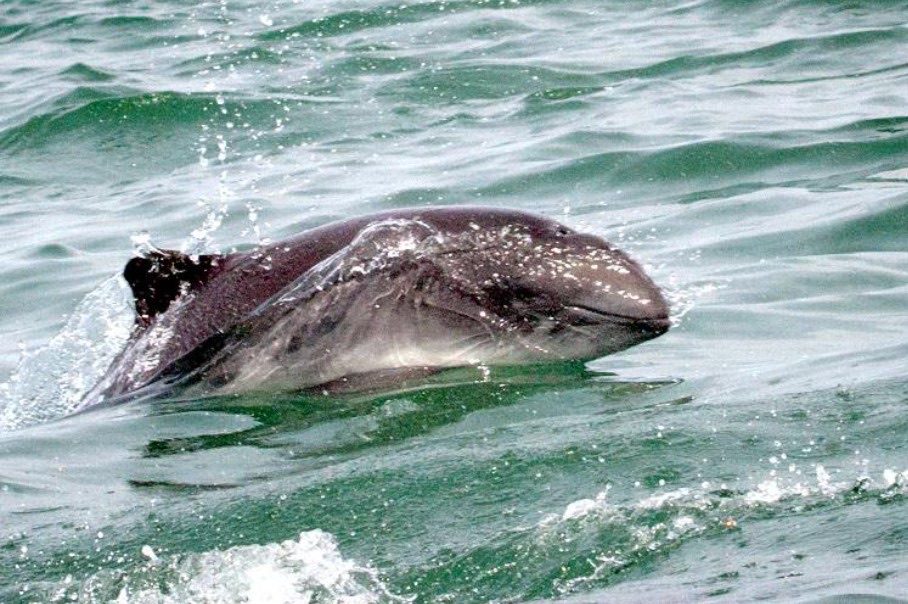 A harbor porpoise surfacing to breathe