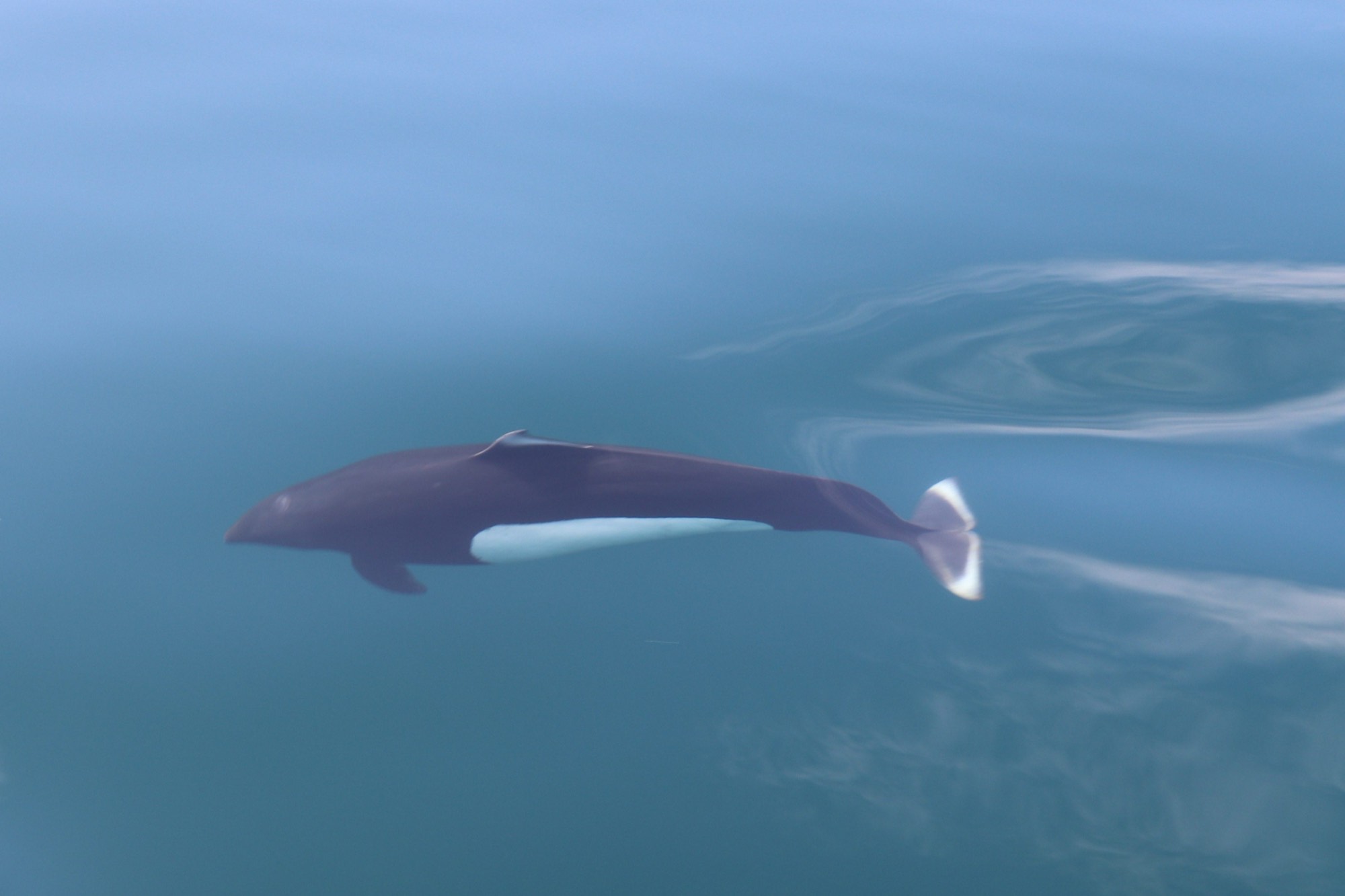 A Dall's porpoise gliding just below the calm surface