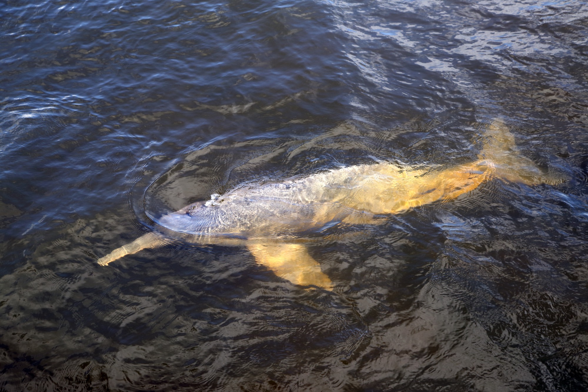 A pink Amazon river dolphin swimming in dark river water