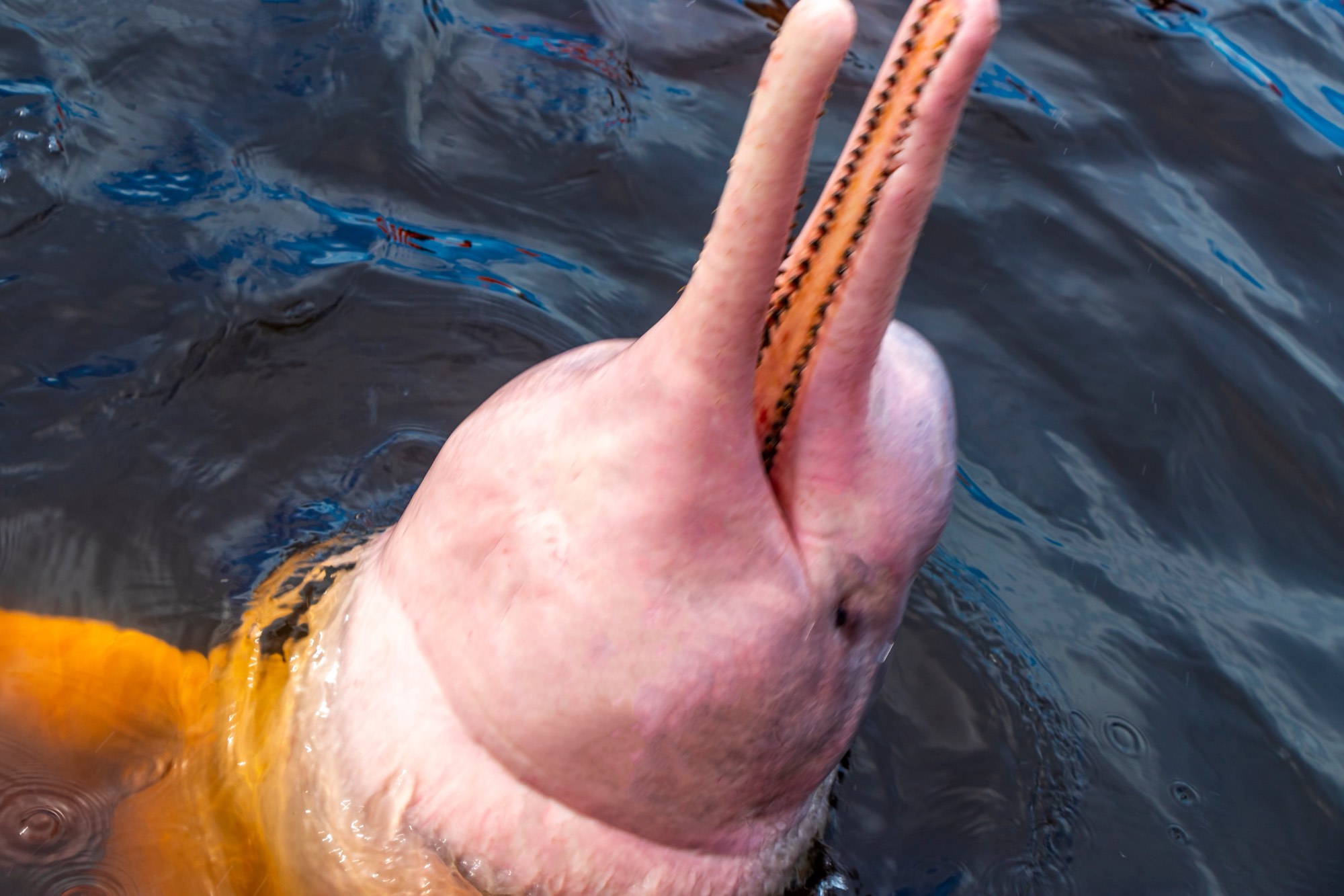 Close-up of an Amazon river dolphin's long, narrow beak