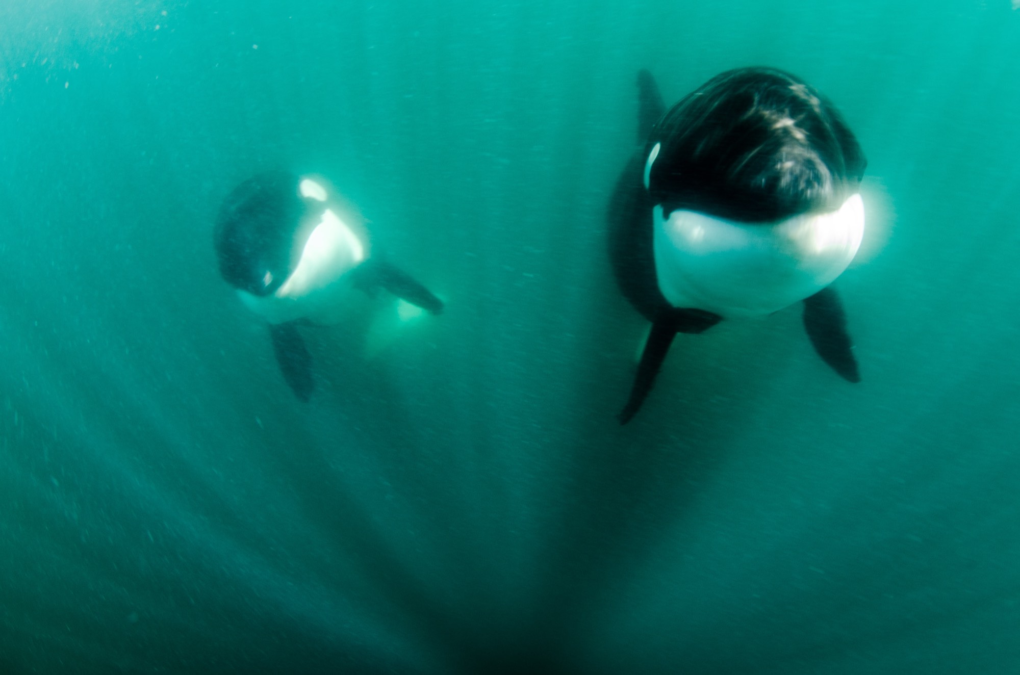 Two orcas swimming toward the camera underwater