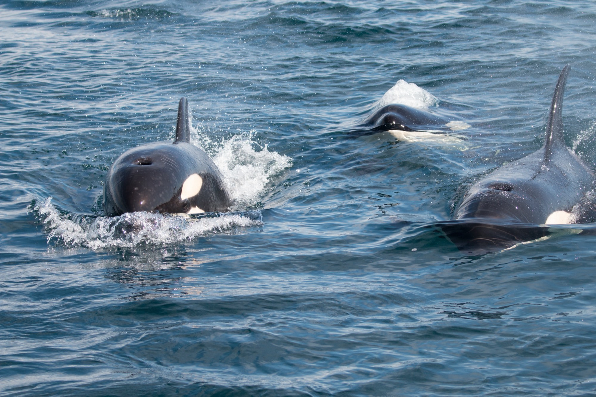 Orcas swimming side by side at the surface