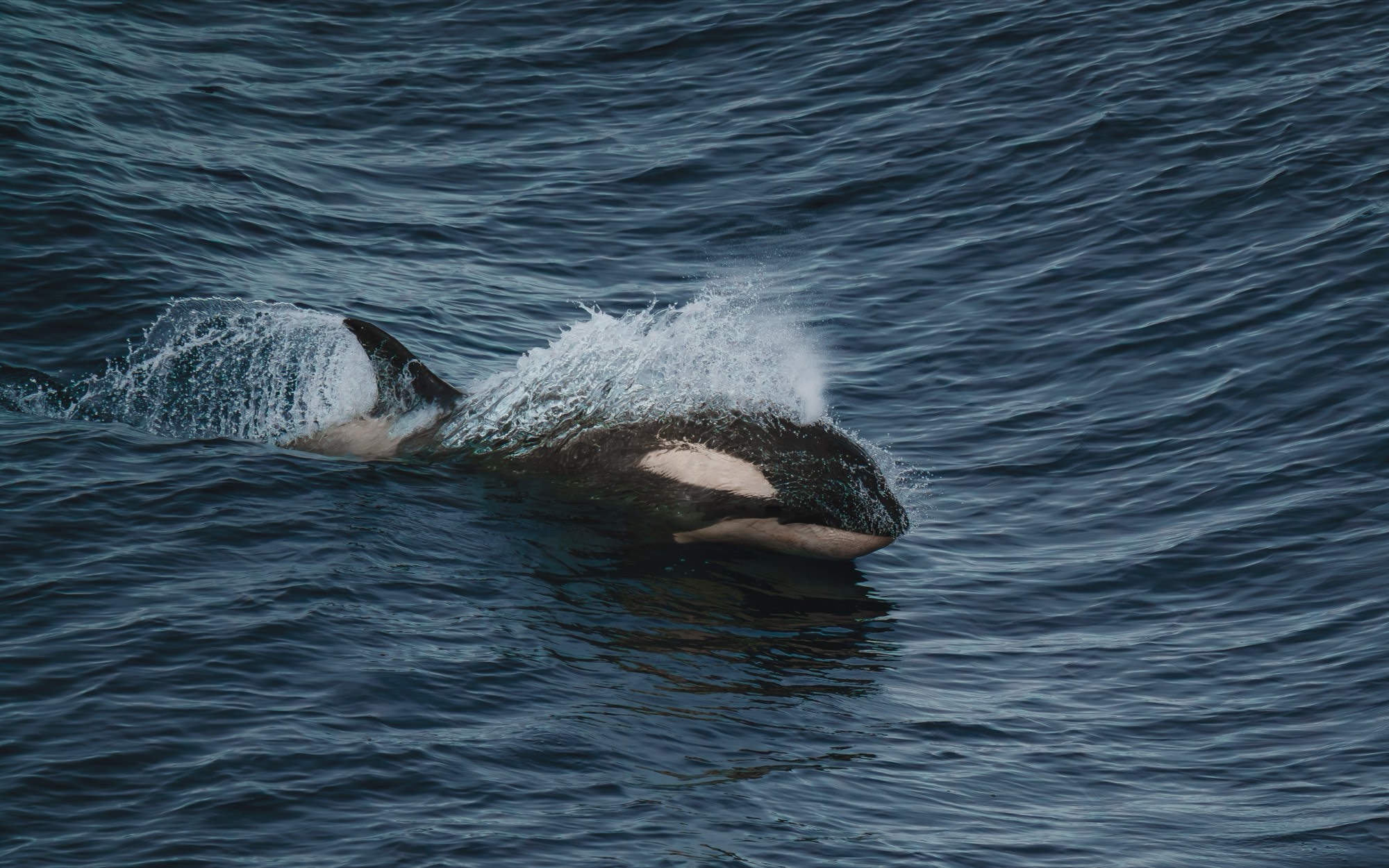 An orca surfacing in calm water