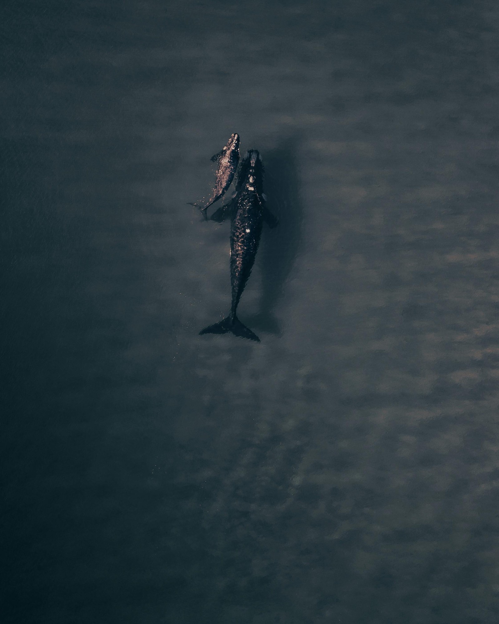 Aerial view of a whale mother and her calf in a vast, dark sea