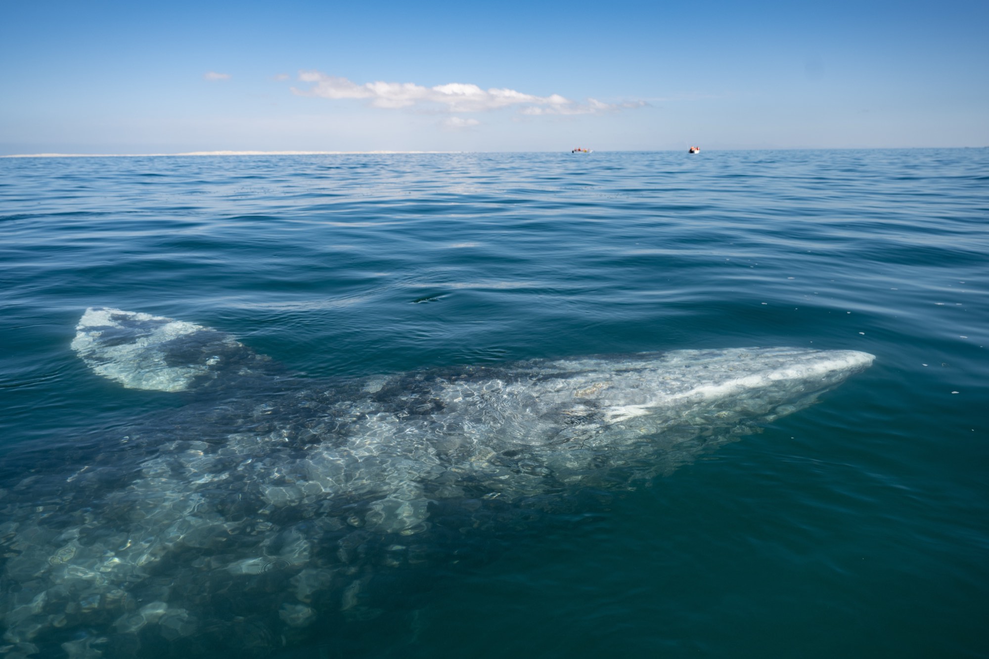 A large whale gliding just beneath the surface of the open ocean