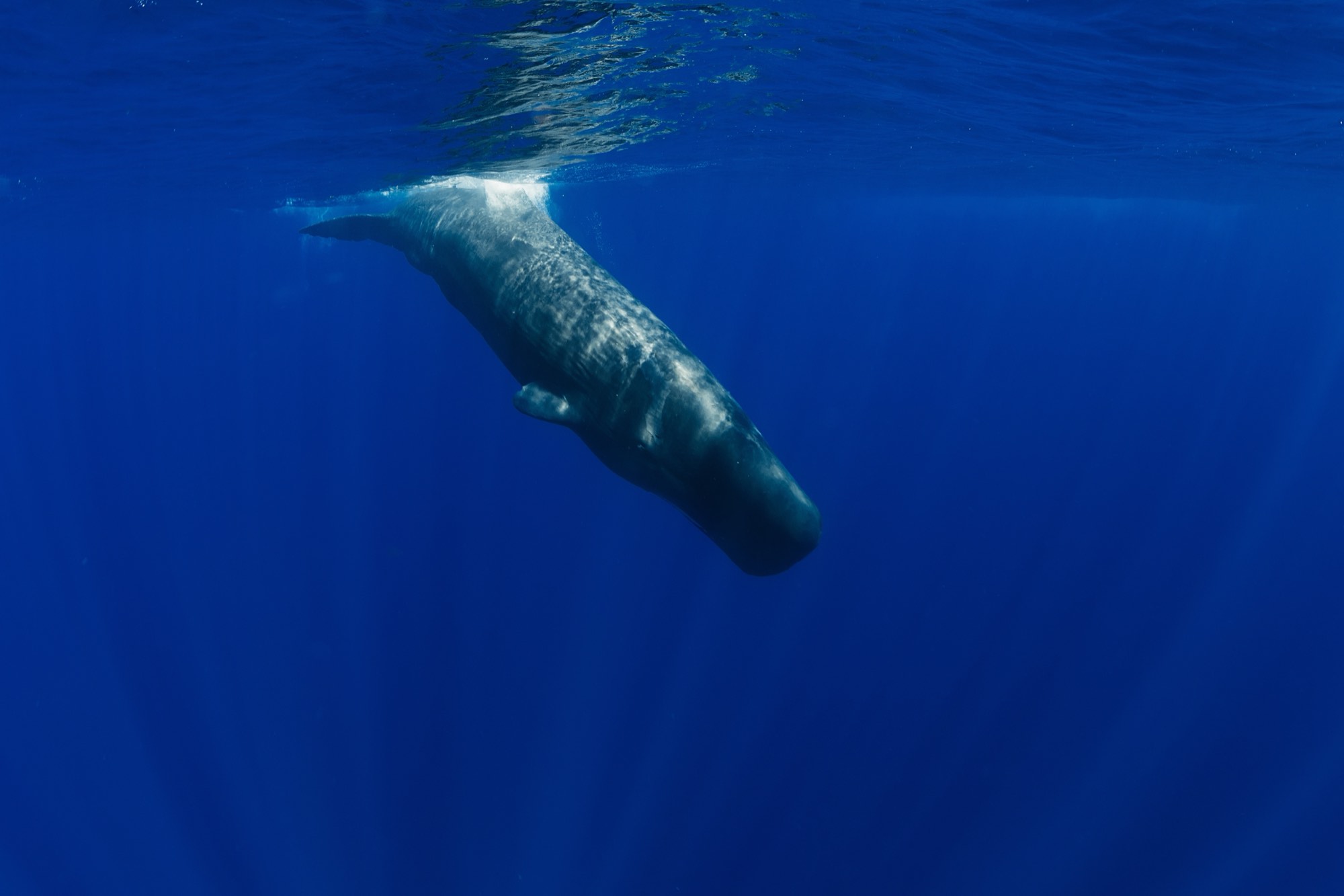 A sperm whale diving into deep blue water