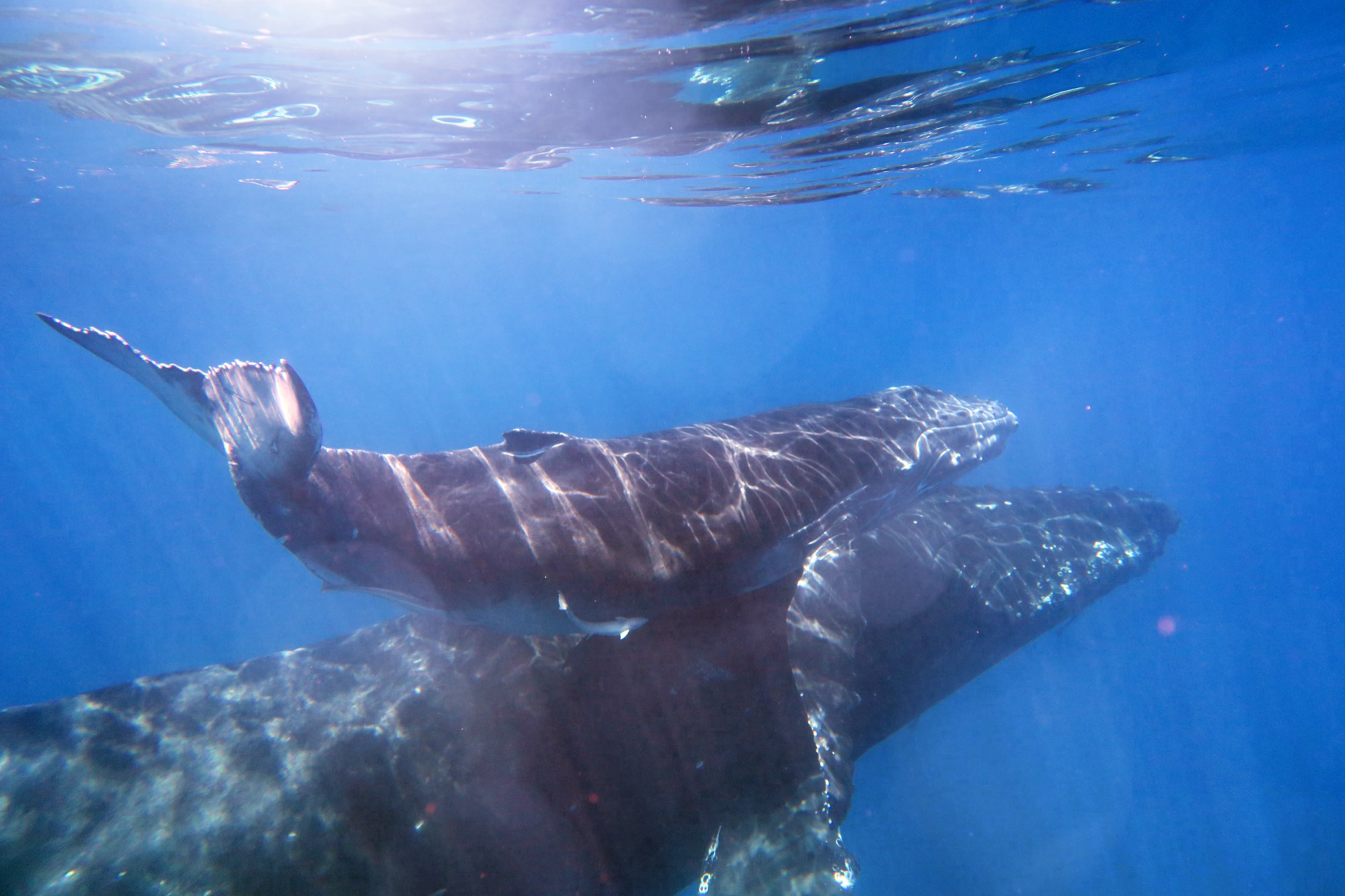 Humpback whales swimming together underwater