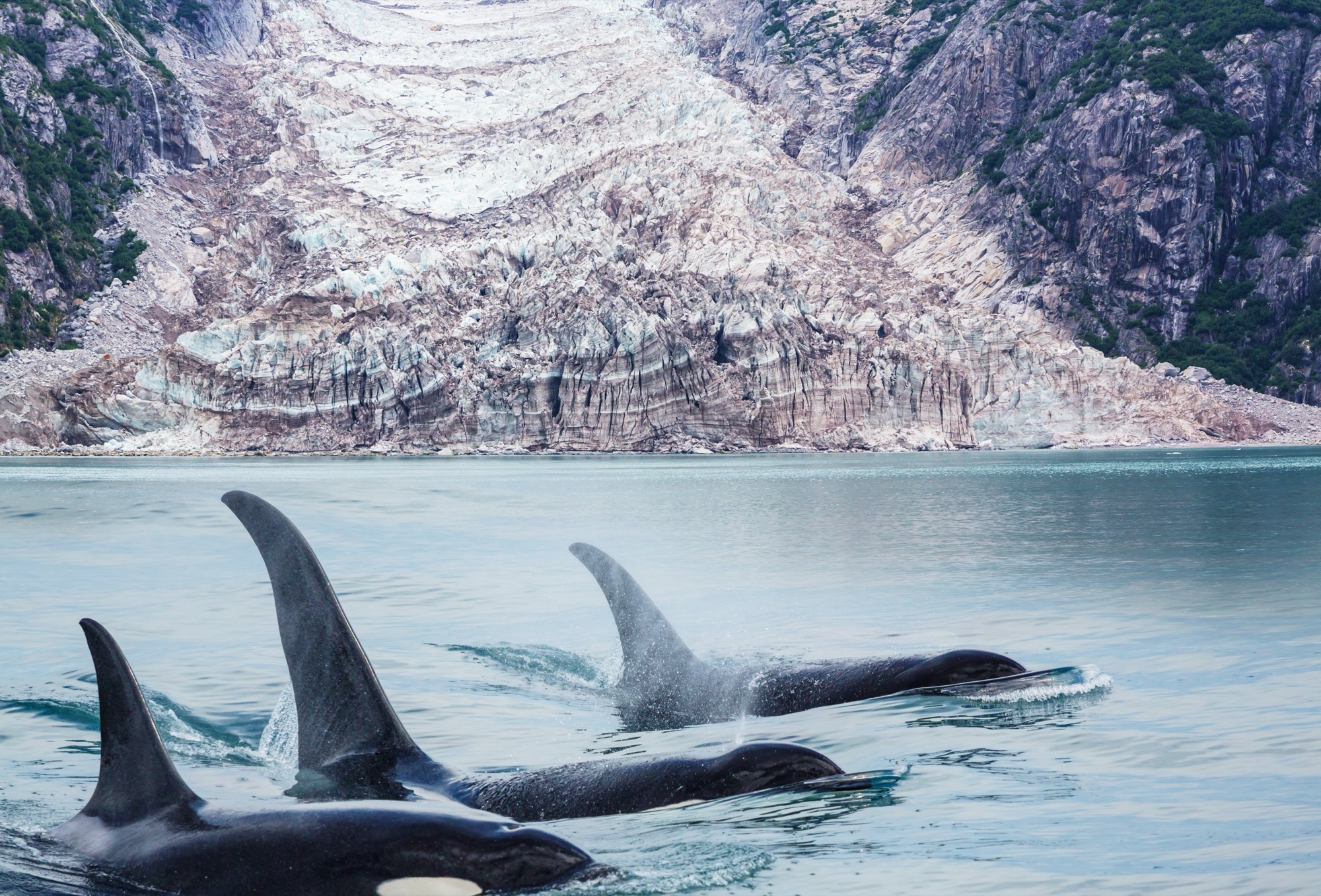 Orcas surfacing in front of a glacier