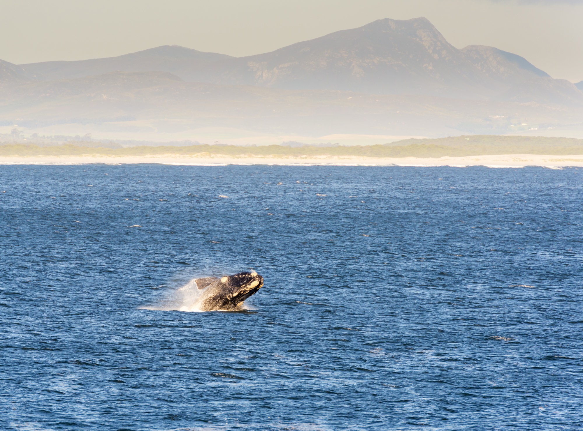 A whale surfacing off a mountainous coastline