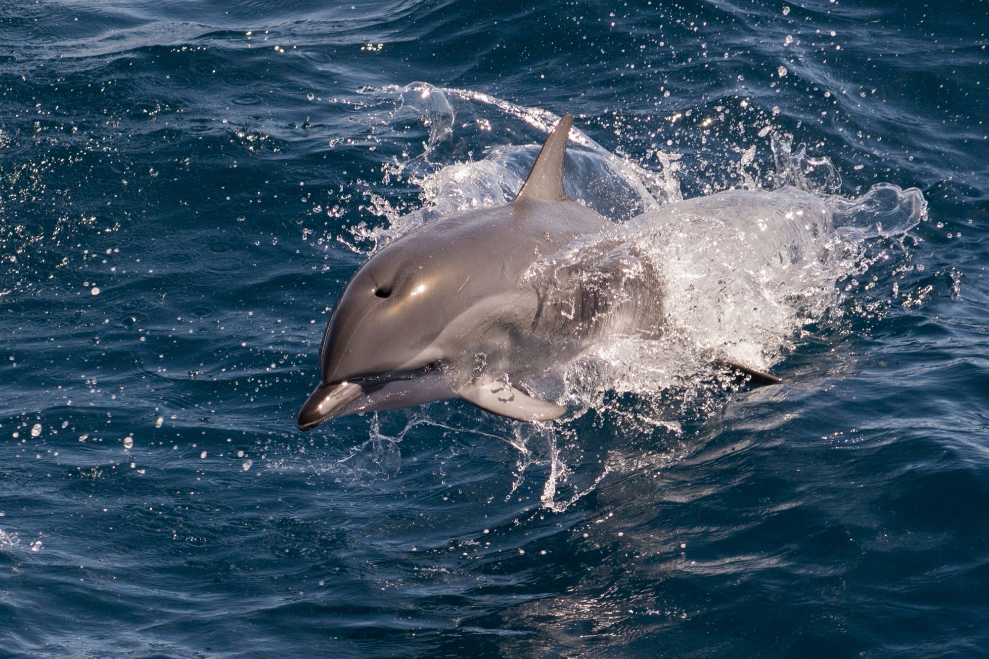 A dolphin leaping clear of the water