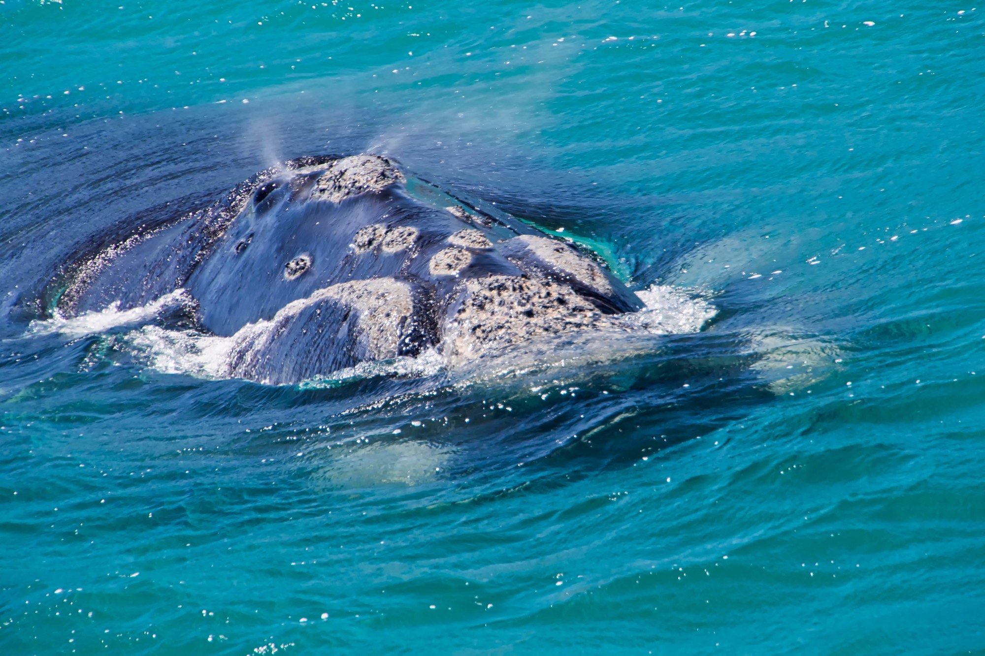 A right whale's head at the surface