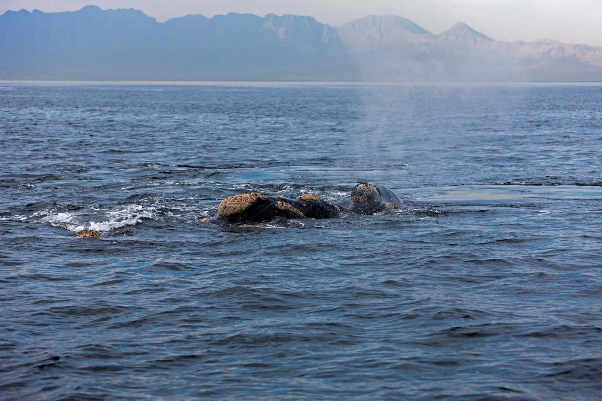 Humpback whales blowing at the surface near the coast