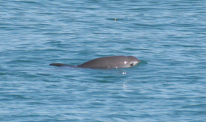 A vaquita surfacing in the Upper Gulf of California