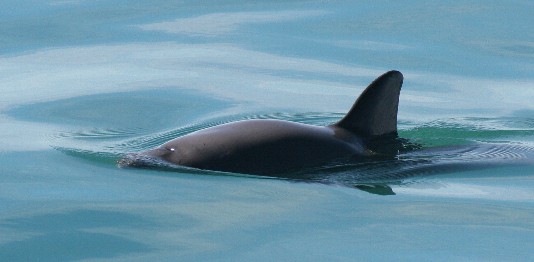 A vaquita's back and dorsal fin at the surface